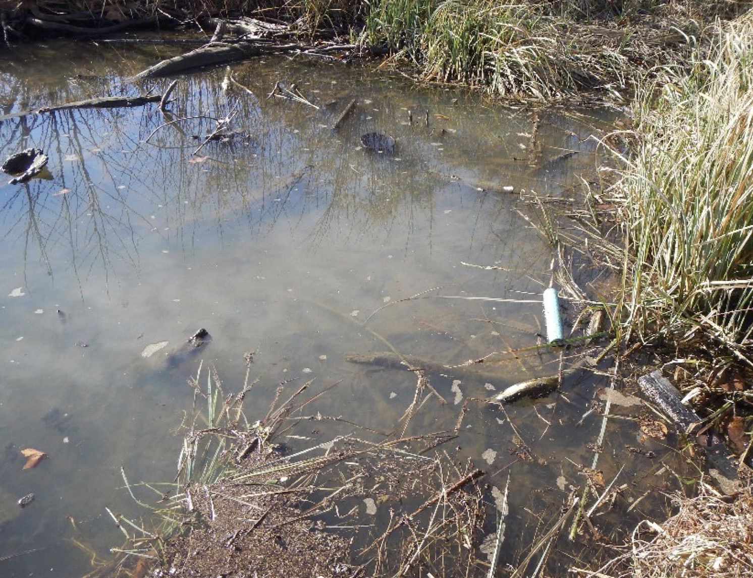 Cloudy Effluent Entering The Lake